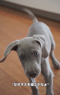 カメラを覗き込む子犬