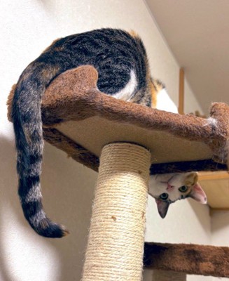 やんちゃなしじみちゃん