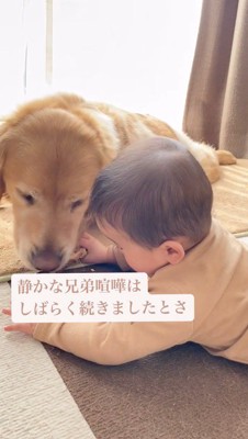 そっと赤ちゃんの手からおやつを取り上げる犬