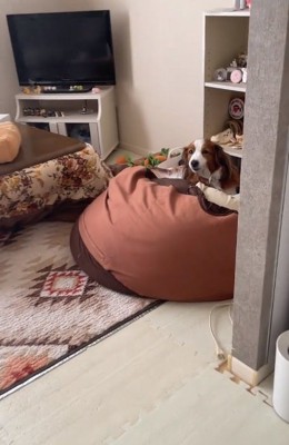 ビーズクッションの上にいるワンコ