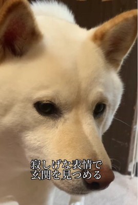 玄関から動かない