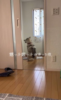 甥っ子と姪っ子が帰った後の神ちゃん3