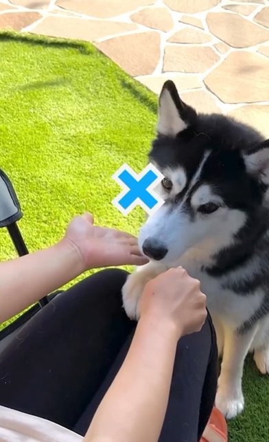 おやつ当てゲームを外すシベリアンハスキー