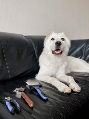 ソファに伏せする白い犬とお手入れ道具