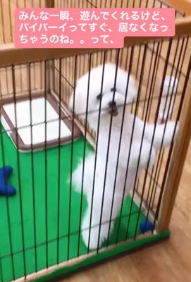 笑顔で立ち上がる犬