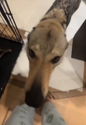 飼い主の前に歩いてきた犬
