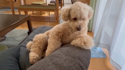 「ちょっと何言ってるかわからないな~」