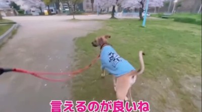 楽しそうに散歩する犬