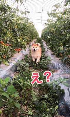 立ち止まる柴犬