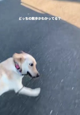 ラブラドールさんの散歩