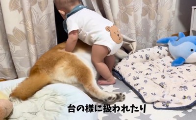 赤ちゃんと柴雄くんと茶太郎くん5