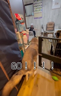 お姉ちゃんの元へ走るつなくん