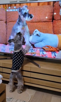 テレビに自分が出た時の風太くん4