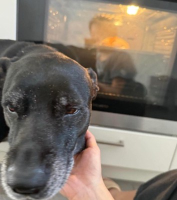 愛犬が駆けつけて…