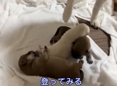 重なり合う3匹の犬