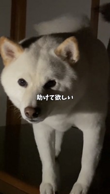 床に降りて座る犬