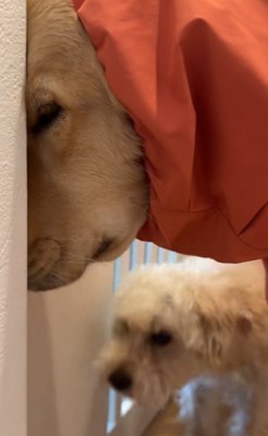 「外行きたくない…」