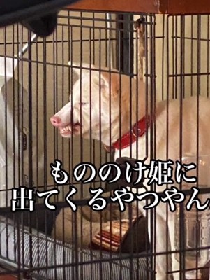 ムキ顔のトックちゃん2