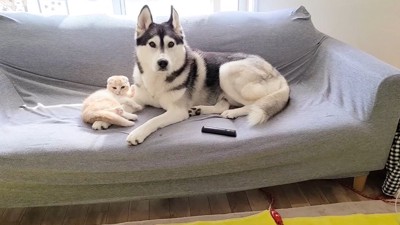 子猫に寄り添う大型犬