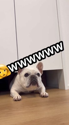 扉の下から飼い主を見つめる犬