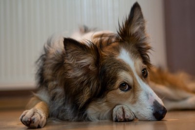 しょんぼりした犬