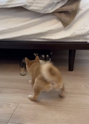 襲い掛かる犬