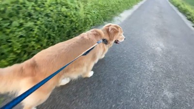 先導するジョイくん