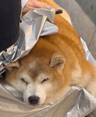 気持ち良さそうにウトウト♪