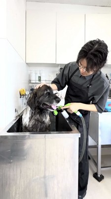 シャンプーで優しく洗われる大型犬