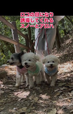 笑顔で散歩をする3頭の犬