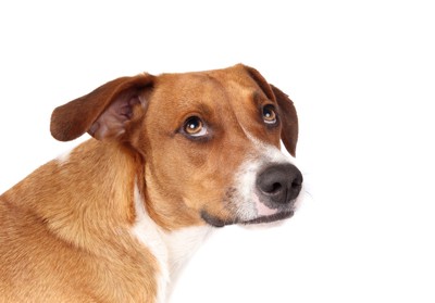 怖がる犬
