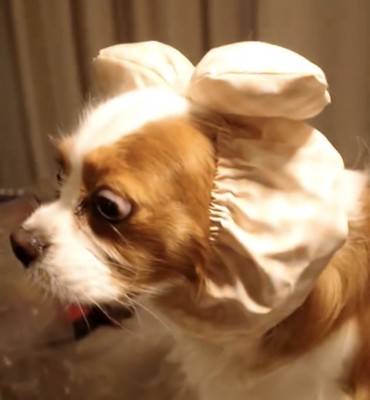 目をそらさない犬
