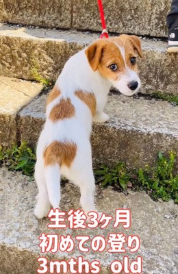 振り向く子犬