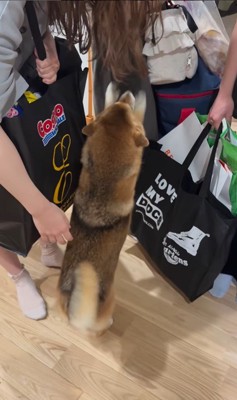 お客さんを熱烈歓迎するはちちゃん7