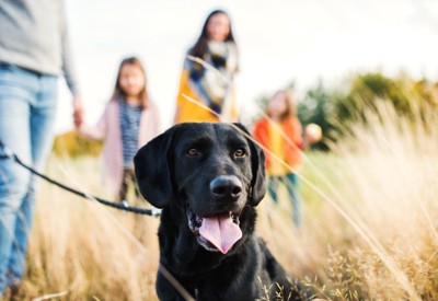 家族で犬の散歩をしている光景