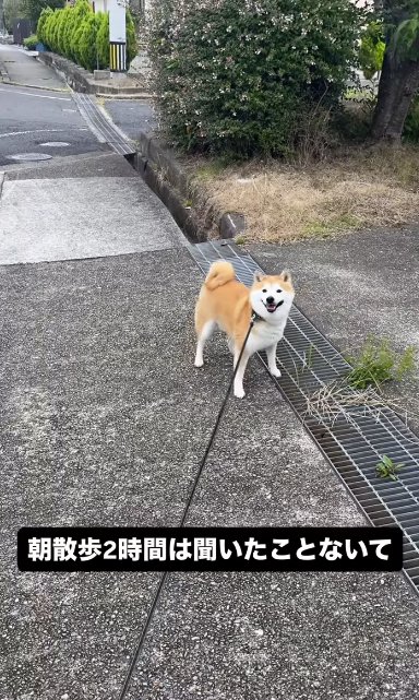 散歩中に立ち止まる柴犬