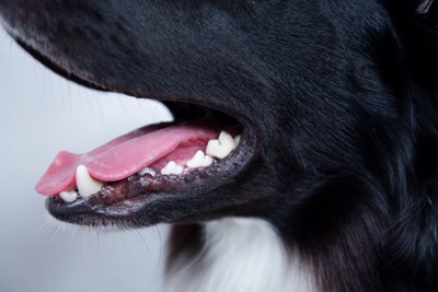 犬の呼吸