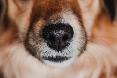 犬のマズル