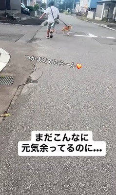 ぶん太くんとパパさんのお散歩8