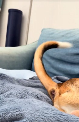 勢いよく振られている中型犬の尻尾