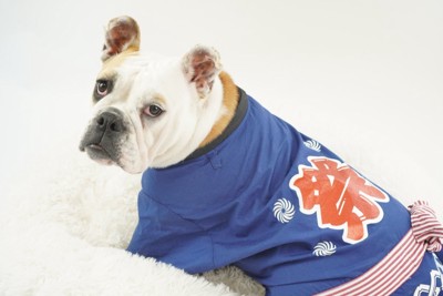 はっぴを着る犬