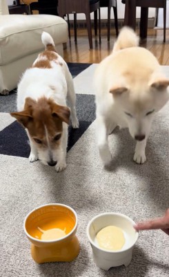 「ヨシ」と言った時の銀くんとエマちゃん7