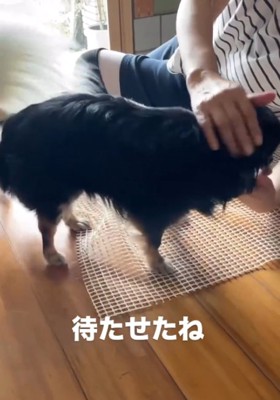なでられる黒い犬1