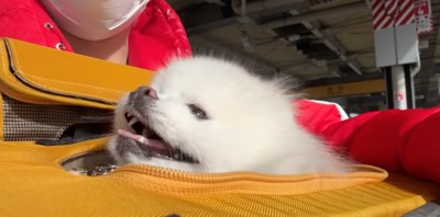 ペットキャリーの中に入って、飼い主と一緒にホームで新幹線を待つ犬