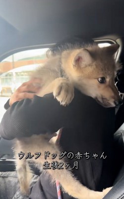 ウルフドッグのフューリーくん