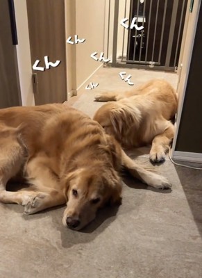 こまき先輩の匂いを嗅ぐコロッケくん