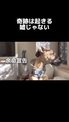 横を向く犬