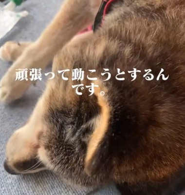 横になる犬の後頭部