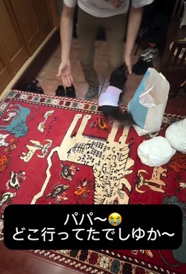 パパを出迎える小型犬