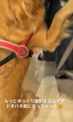 まるちゃんとママさんの再会6